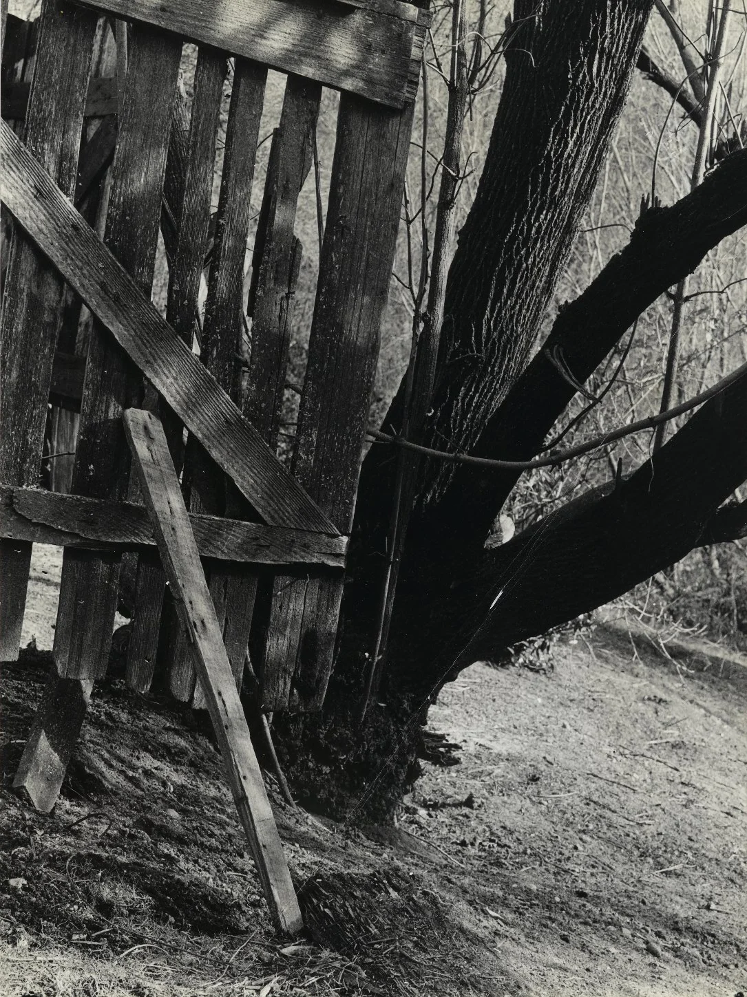 Man nature 82.65.340 PS2 — Fine Art