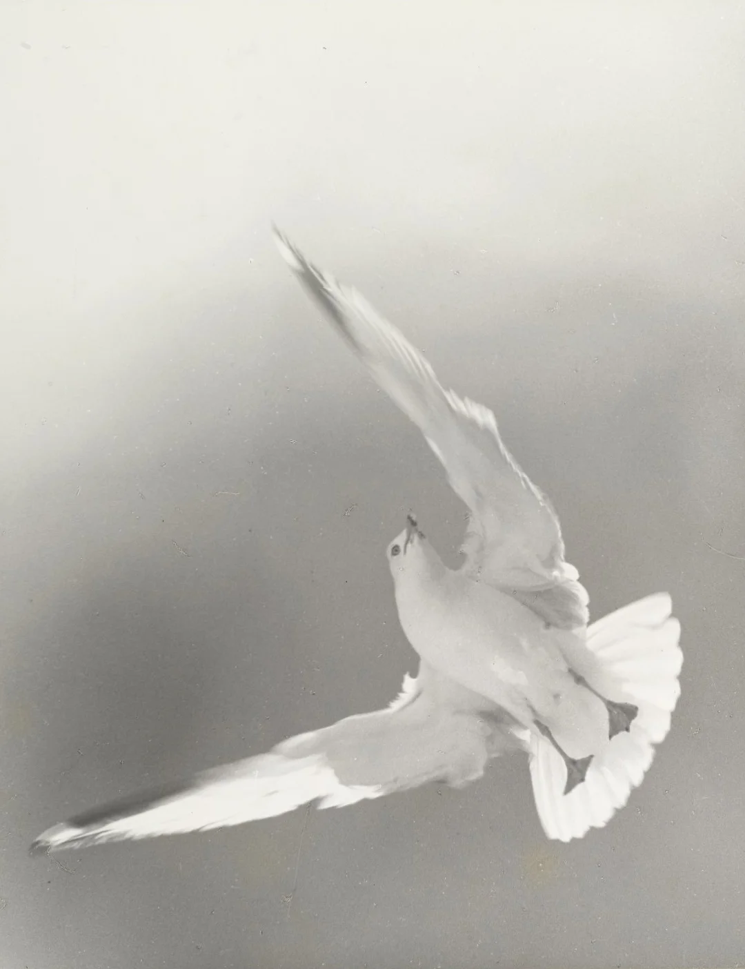 Man nature 82.65.2256 PS1 — Fine Art