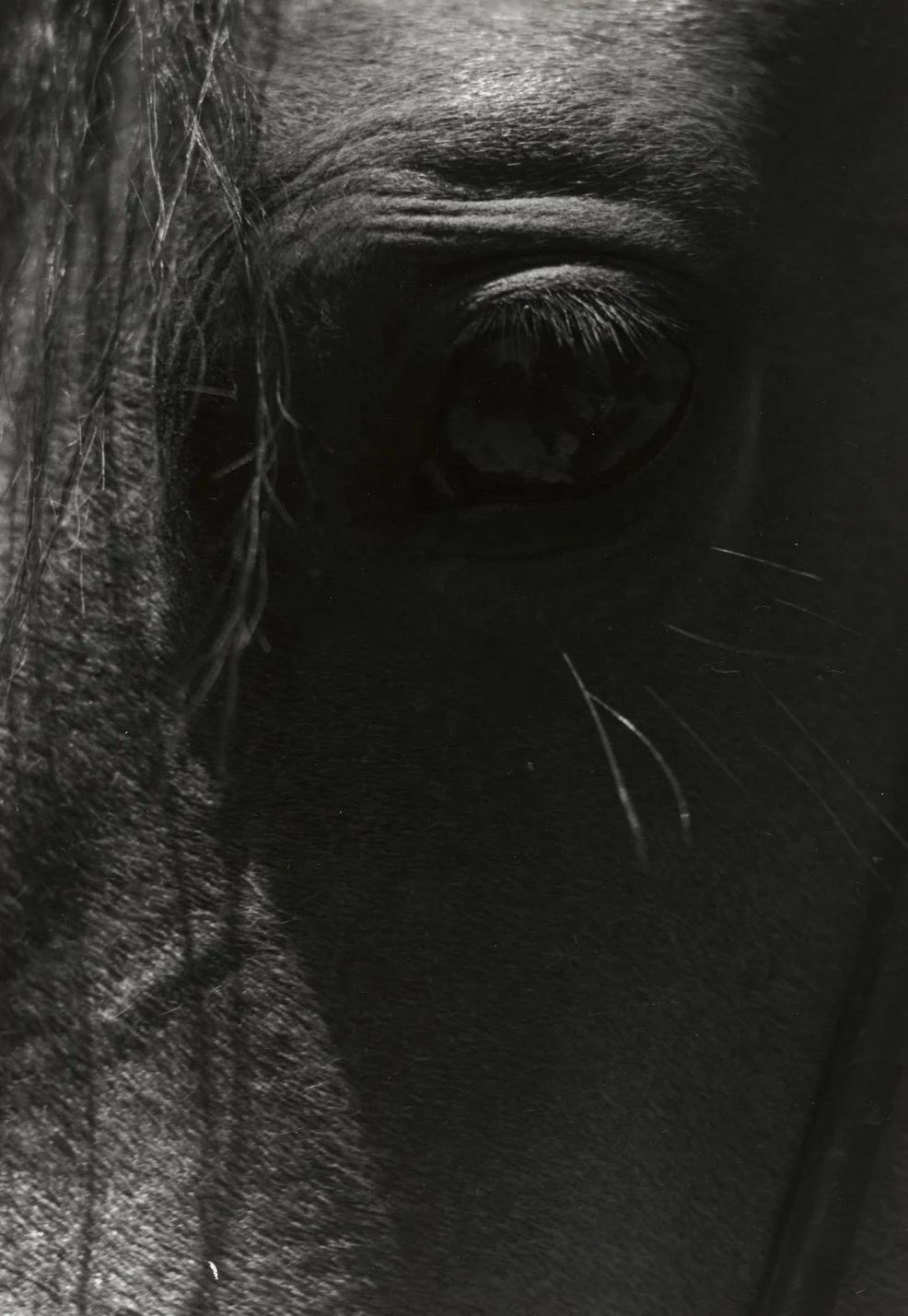 Man nature 82.65.26 PS2 — Fine Art