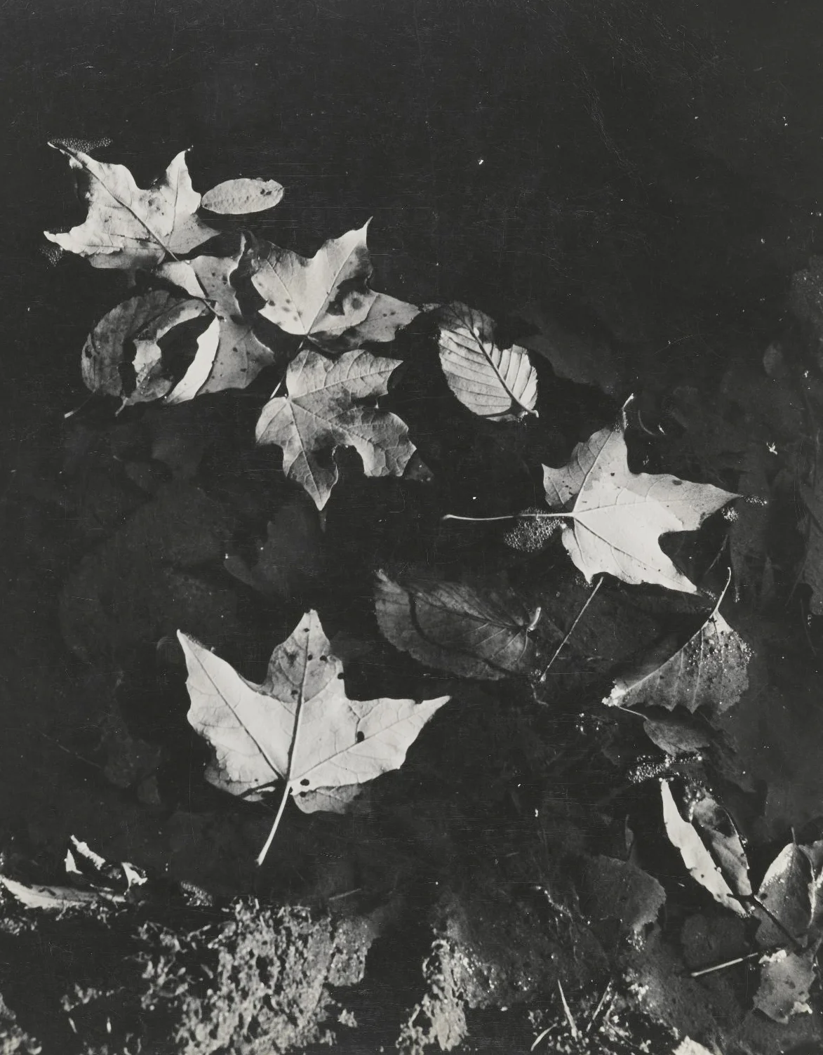 Man nature 82.65.112 PS2 — Fine Art