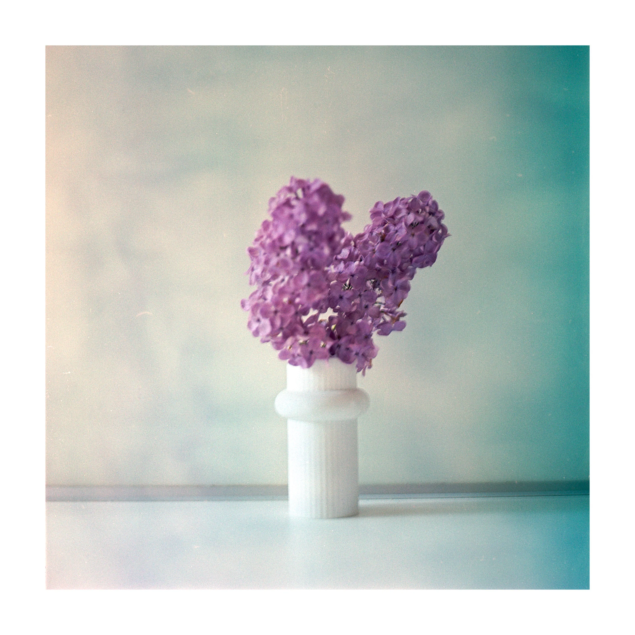 Rosenthal Miniatur 2018 meets Fuji Reala Baujahr 2000