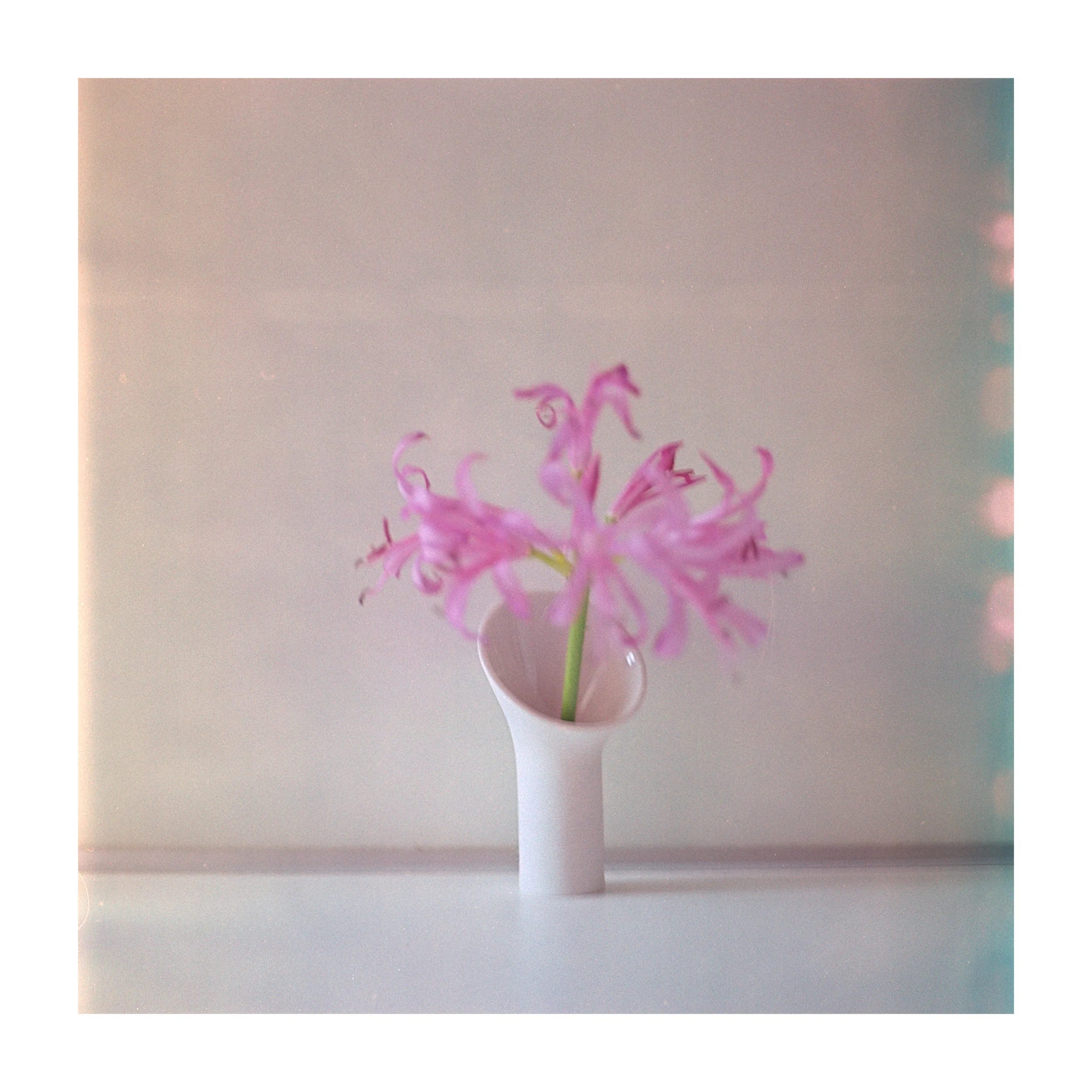 Rosenthal Miniatur 2018 meets Fuji Reala Baujahr 2000
