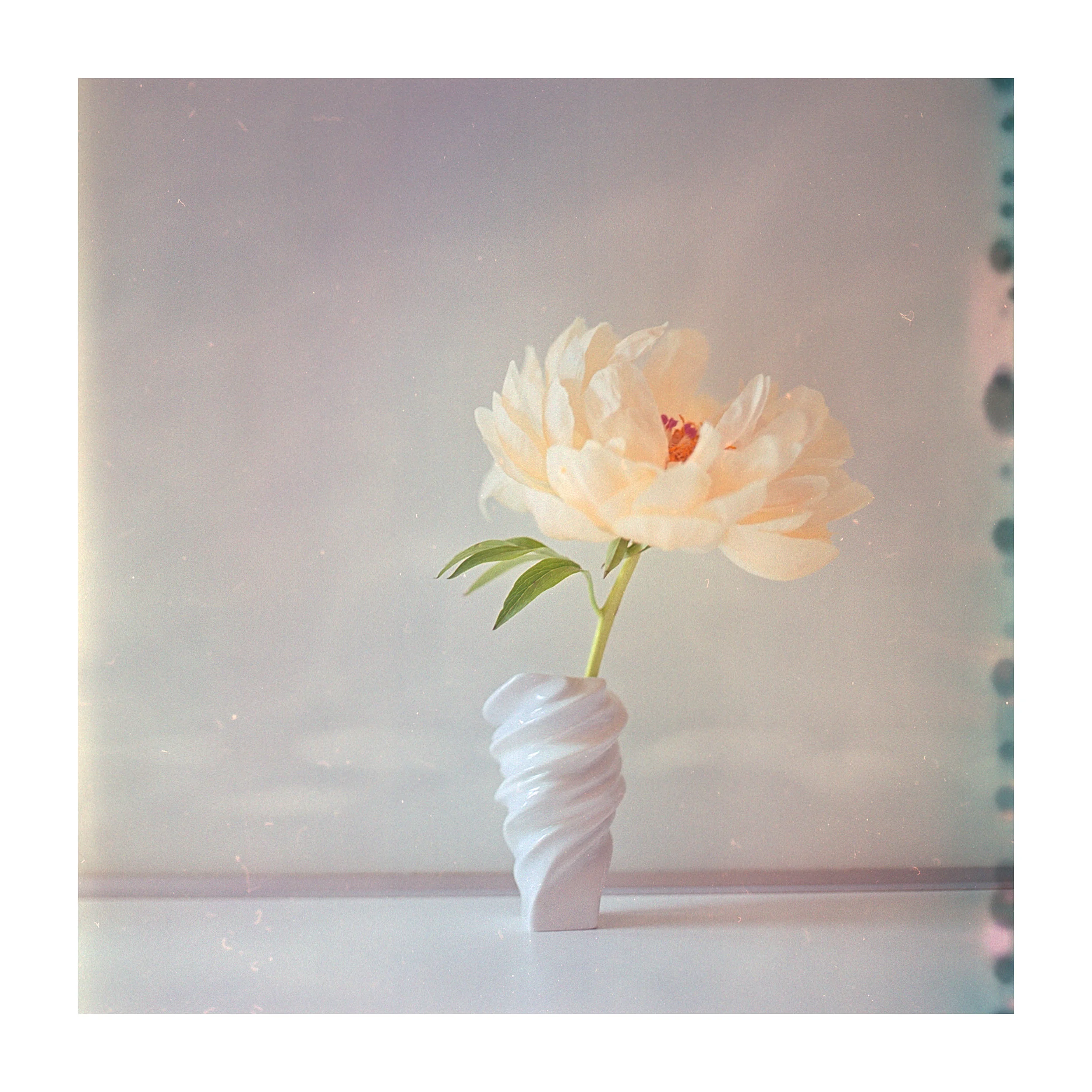 Rosenthal Miniatur 2018 meets Fuji Reala Baujahr 2000